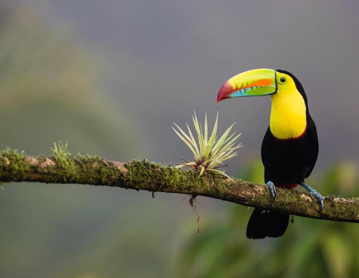 Casa Libertinn Manuel Antonio Dış mekan fotoğraf
