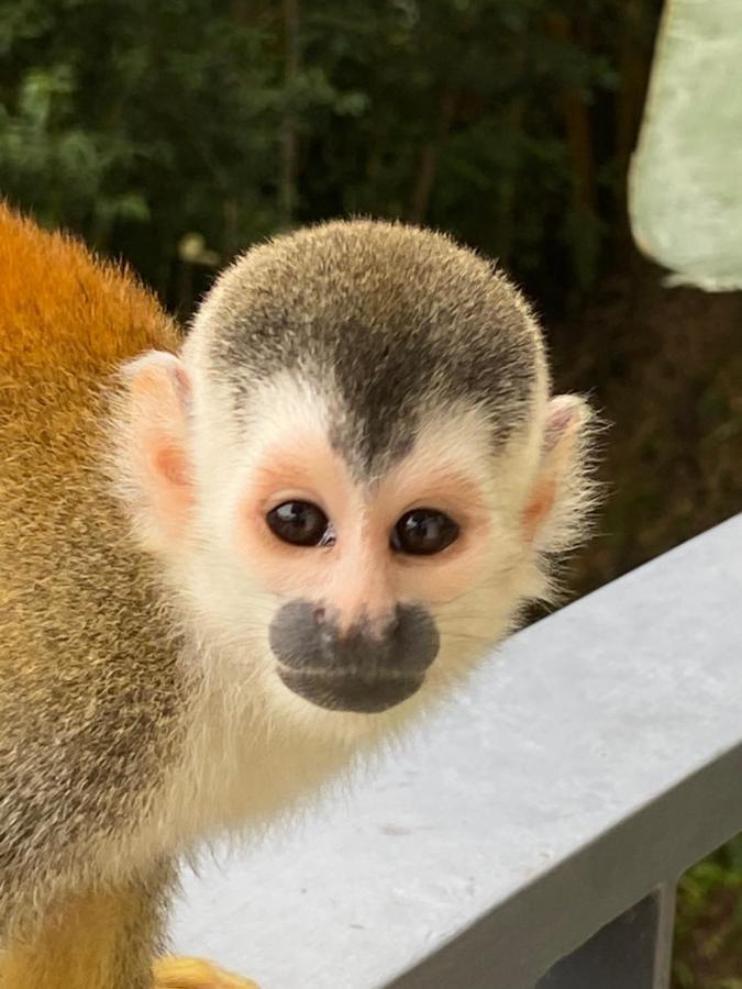 Casa Libertinn Manuel Antonio Dış mekan fotoğraf