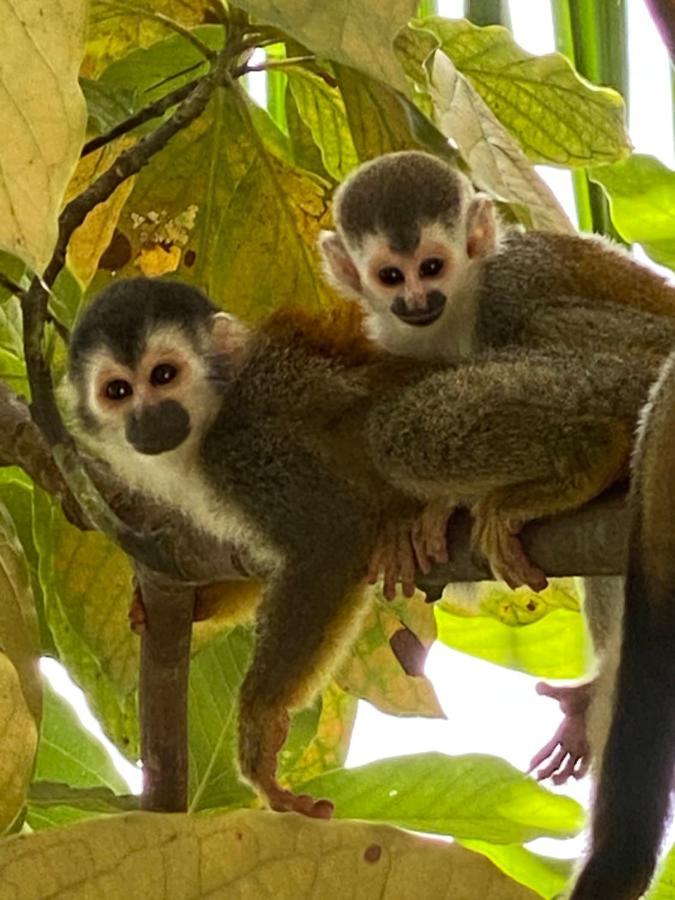 Casa Libertinn Manuel Antonio Dış mekan fotoğraf