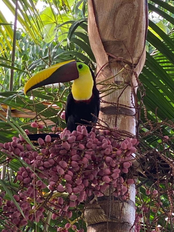 Casa Libertinn Manuel Antonio Dış mekan fotoğraf