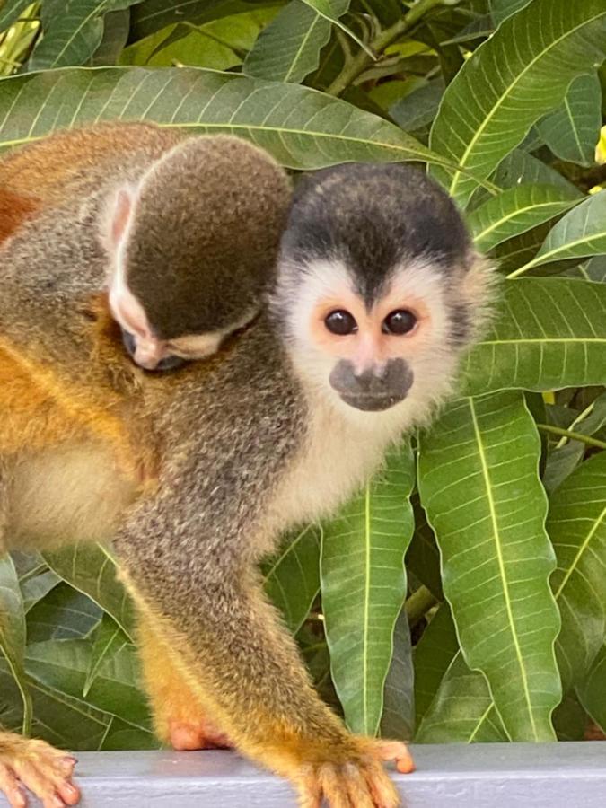 Casa Libertinn Manuel Antonio Dış mekan fotoğraf